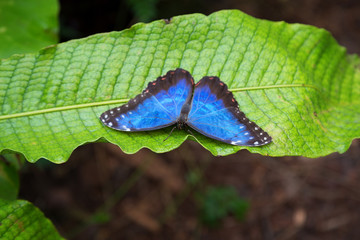 Naklejka premium Blauer Morphofalter