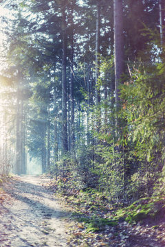 Forest footpath