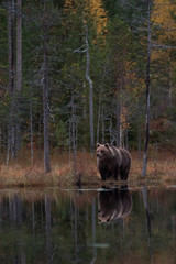 brown bear near the pond with autumn forest background