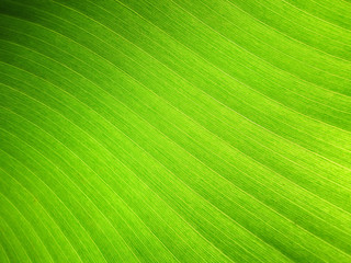 Banana leaf background with lines