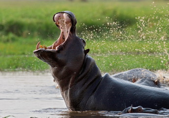 Hippo he opens his mouth sitting in the water. Zambia.