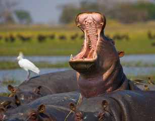 Hippo he opens his mouth sitting in the water. Zambia.