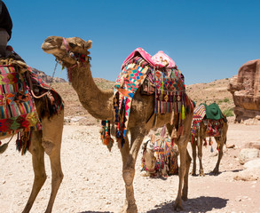 camels in Petra
