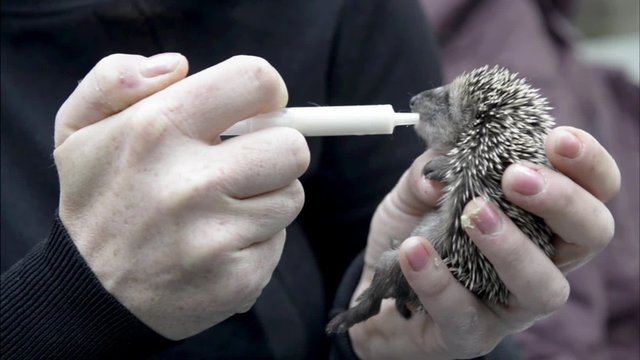 Igelbaby - Aufzucht mit spezieller Ern&auml;hrung 