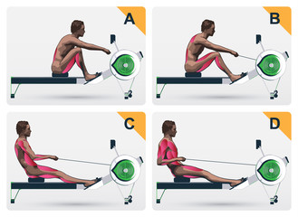 Muscle work on rowing macine