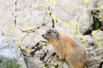 Alpine marmot