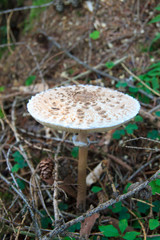 Parasol mushroom, Macrolepiota procera