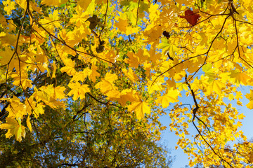 yellow leaves in autumn park