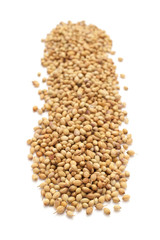 Row of Organic Dried coriander seeds (Coriandrum sativum) isolated on white background.