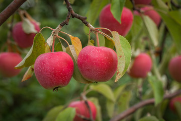 Ripe apples on the tree