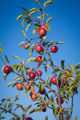 Ripe apples on the tree