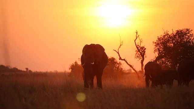A herd of elephants silhouetted at sunset 