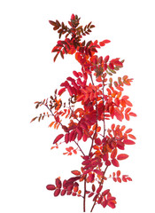 Two branches with colorful autumn leaves (Rose) isolated on white