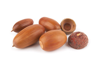 acorns