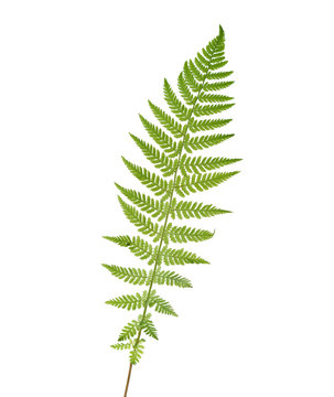 Young  leaf of fern  isolated on white