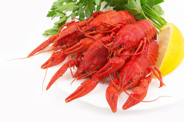 crayfish