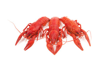 crayfish