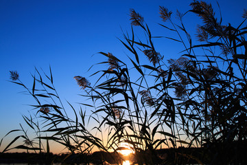 Reeds at dawn