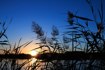 Obraz premium Reeds at dawn