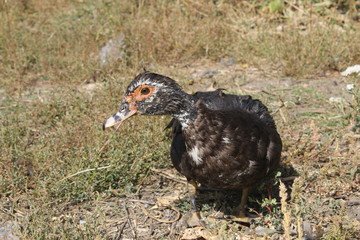 Female duck