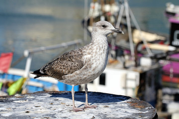 Jeune goéland argenté