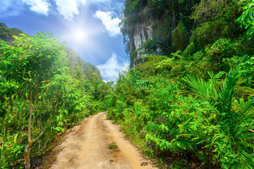 rural road with tropical plants