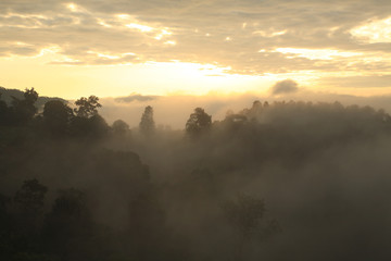 Landscape view of rainforest in mist at morning on mountain, Doi