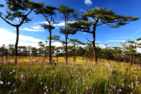 Fototapeta Murdannia giganteum field, wild flower, Phu Soi Dao National Park, Uttaradit, Thailand
