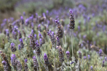 Australian lavender field