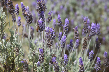 Australian lavender field