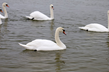Plakat Swans