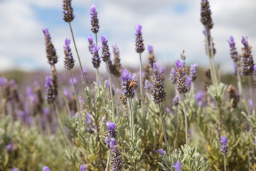 Australian lavender field