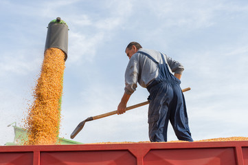 Corn harvest