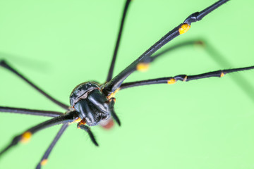 The golden silk orb-weaver