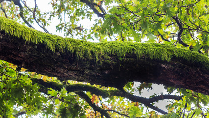 Fototapeta premium Moss on a branch
