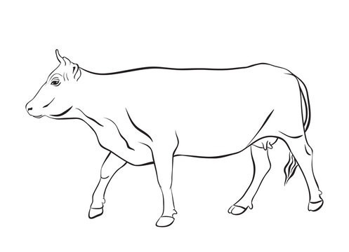 Cow drawing with floral ornament decoration
