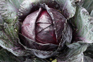 Red cabbage (Brassica oleracea 'Redruth') grown for food in an agriculture garden allotment