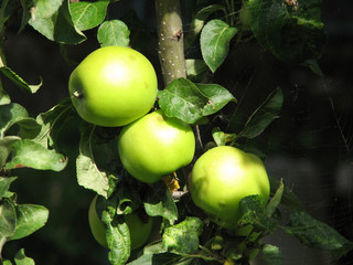 Apples on the tree