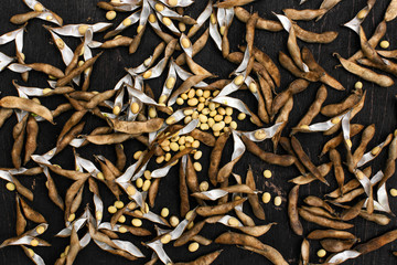 Soybeans pod, harvest of soy beans background Soybeans on a wooden background. rustic style