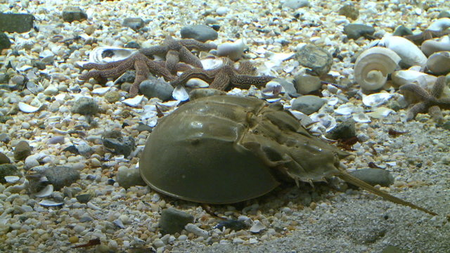 Horseshoe crab