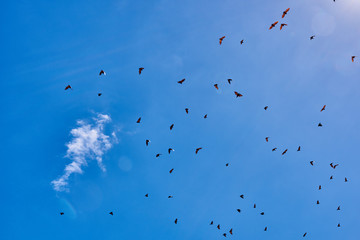 fruit bats flying Palawan Philippines