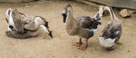 goos mating reproducing geese birds