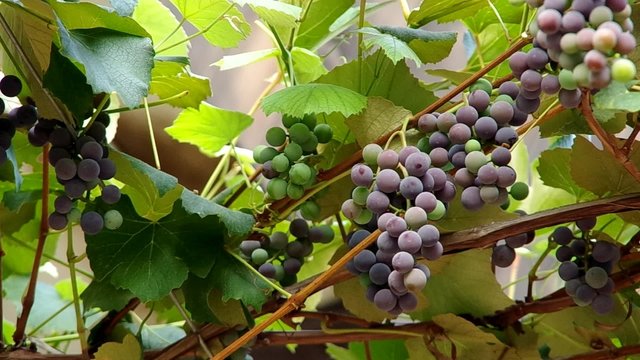 Ripening grapes in the vineyards
