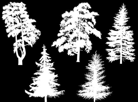 five white coniferous trees isolated on black