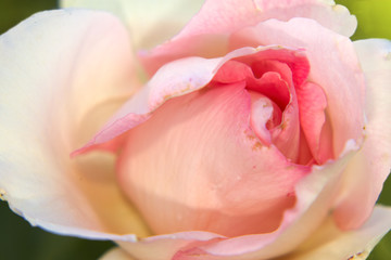 Rose bud