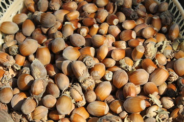 Hazelnuts background