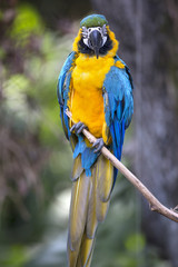 Portrait of blue-and-yellow macaw (Ara ararauna)