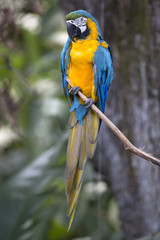 Portrait of blue-and-yellow macaw (Ara ararauna)