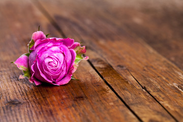 roses on wooden background. flowers