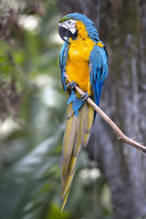 Portrait of blue-and-yellow macaw (Ara ararauna)